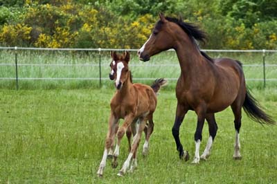 Farm Advice: Castrating Bulls, Horse Nomenclature, and Hale Bay Storage Image